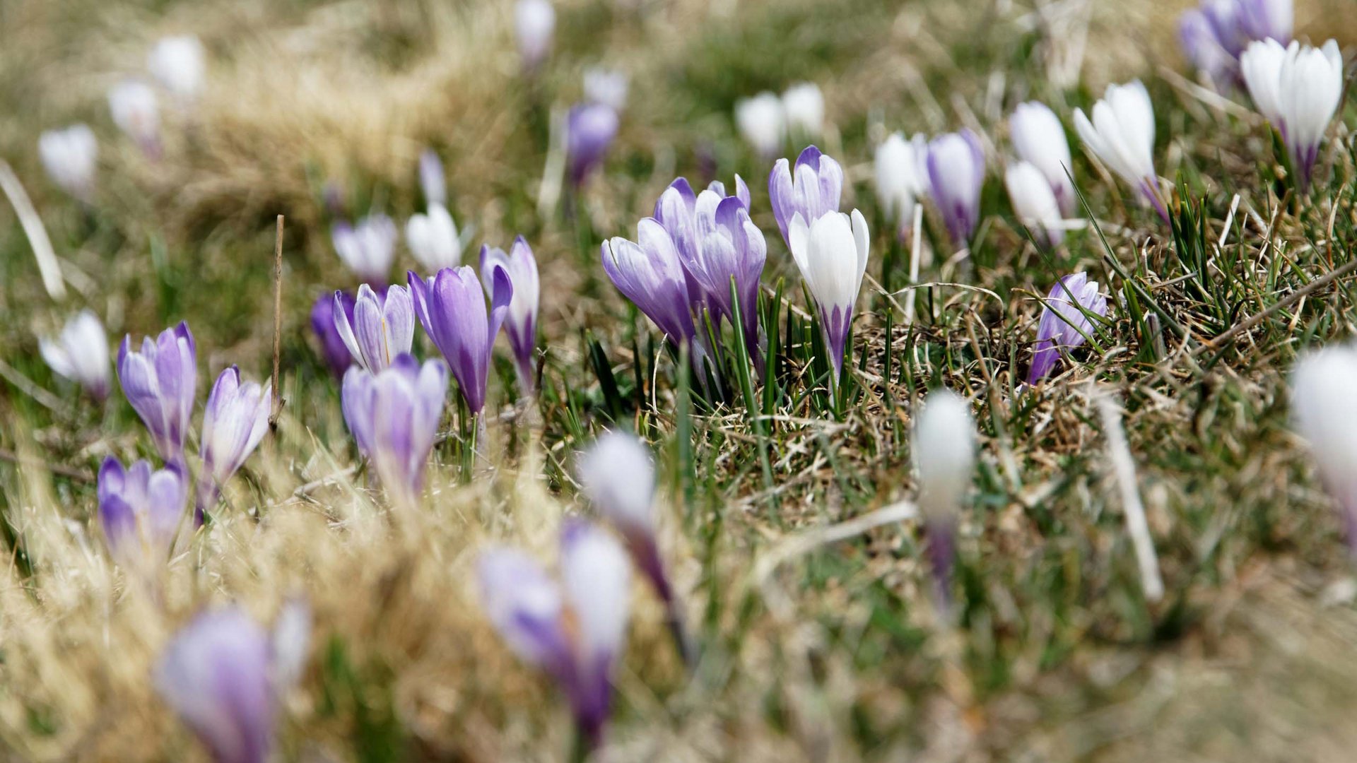 La primavera in Alto Adige
