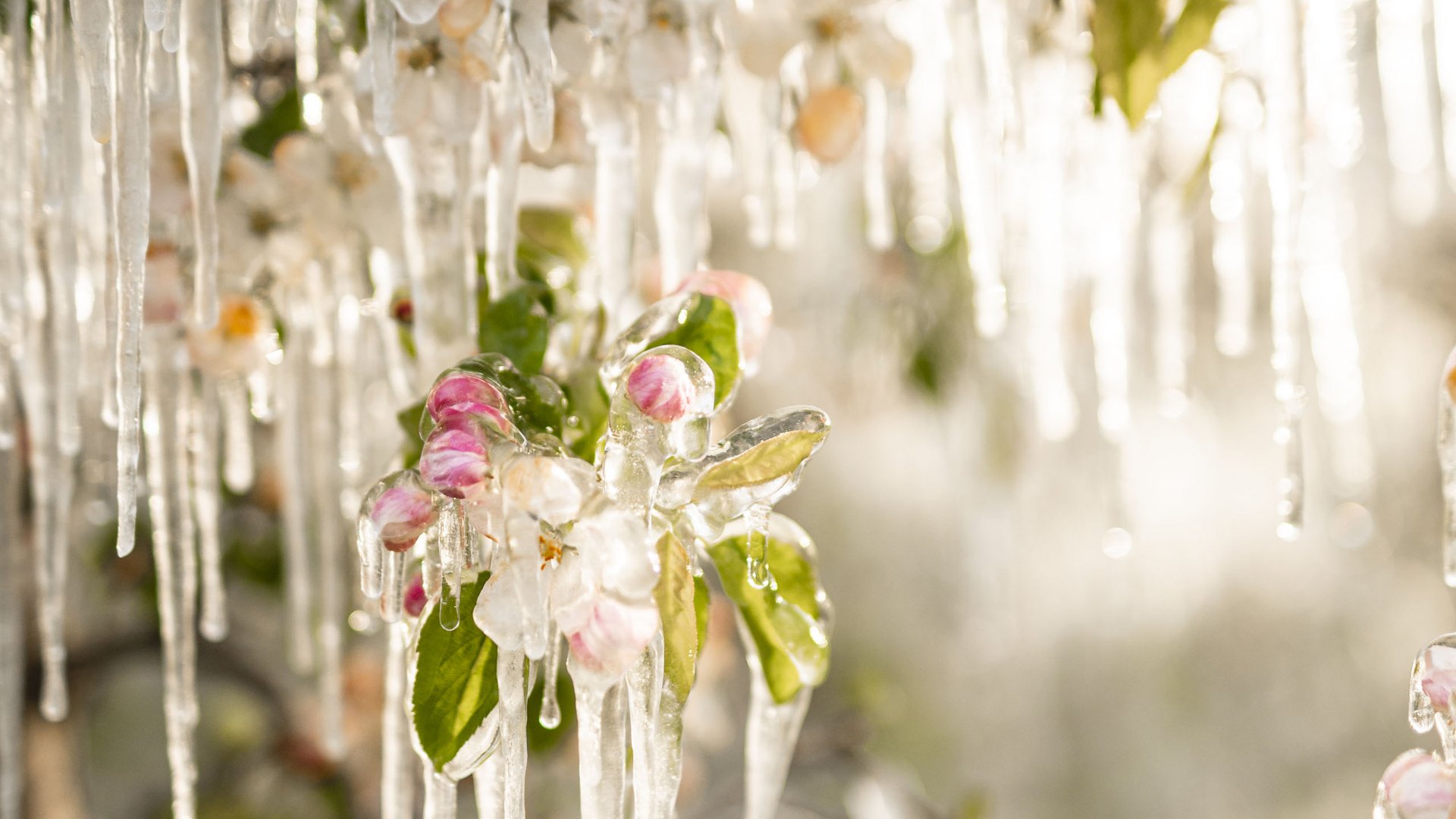 Flowers covered in ice with long icicles hanging from a branch