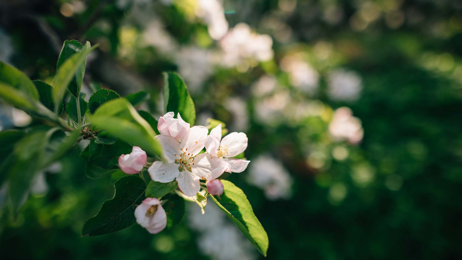 Close-up of white and pink apple tree blossoms in sunlight
